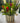 Bouquet of red, yellow, and white tulips in a striped vase on a patterned tablecloth.